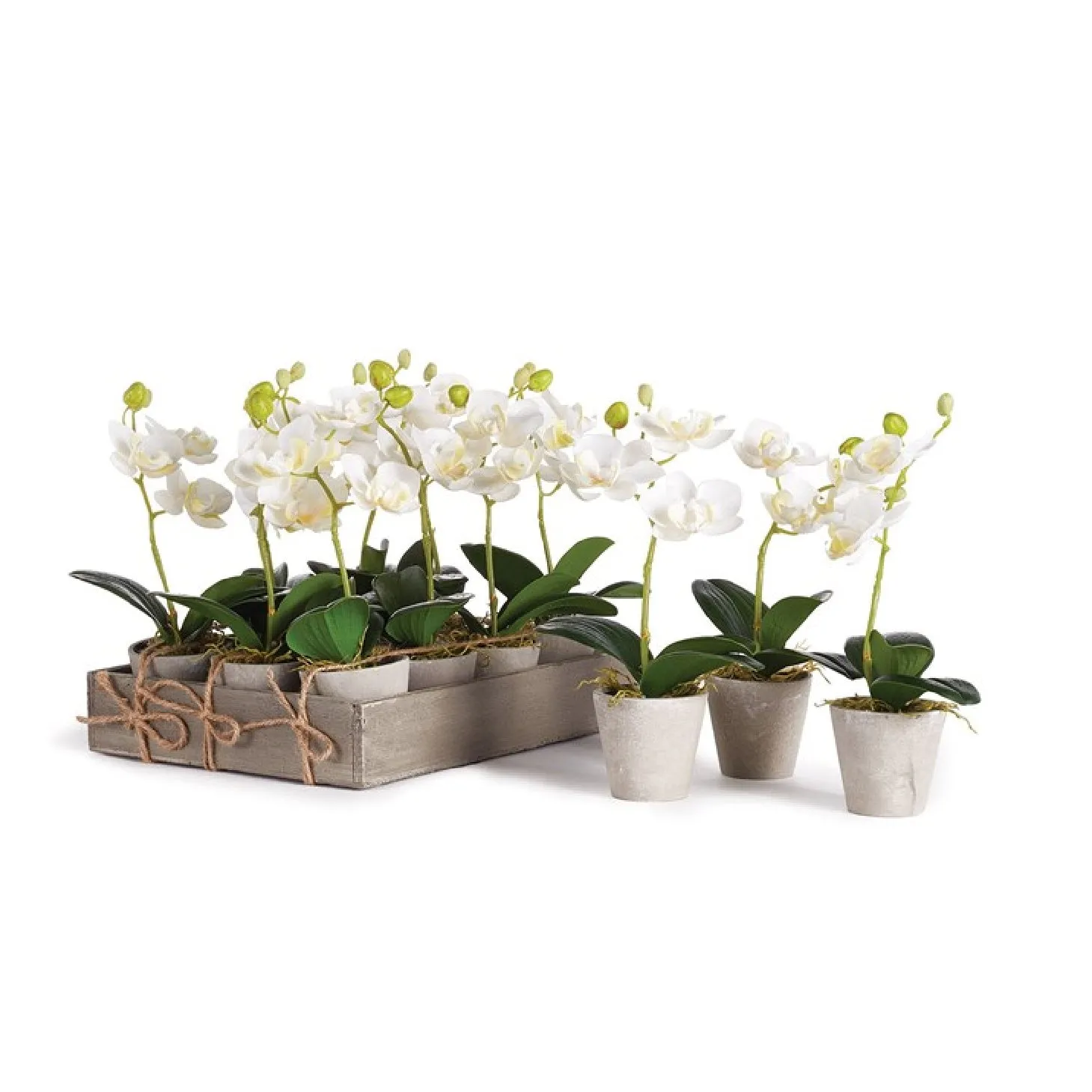 Mini Potted Phalaenopsis 9"