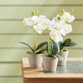 Mini Potted Phalaenopsis 9"